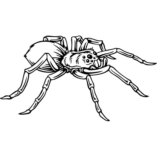 ES2spider001BW Thumbnail