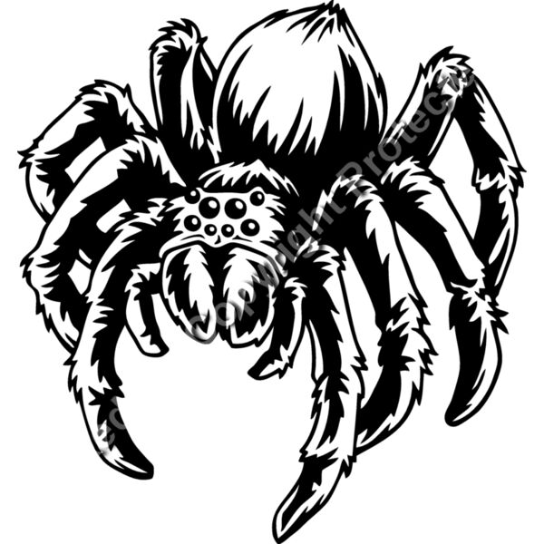 ES2spider005BW Thumbnail