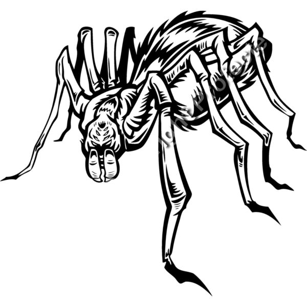 ES2spider004BW Thumbnail
