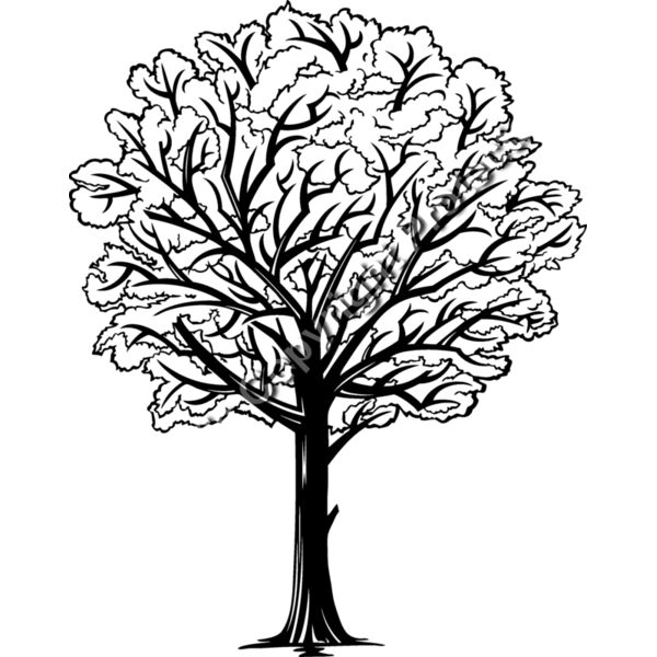 ES2tree005bw Thumbnail