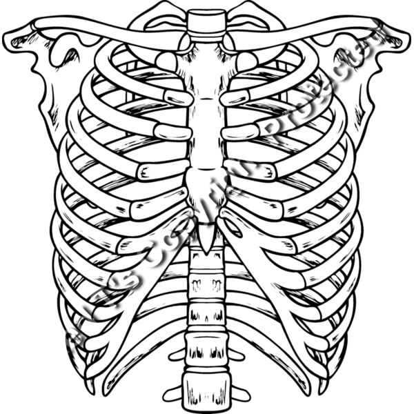 ES2bones003bw Thumbnail