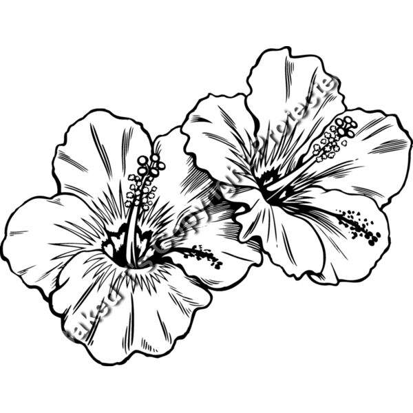 ES3tropical02bw Thumbnail