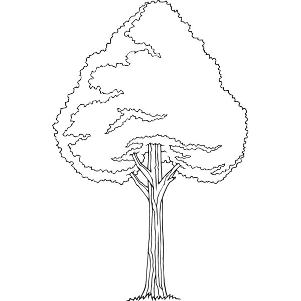 es3tree11bw Thumbnail