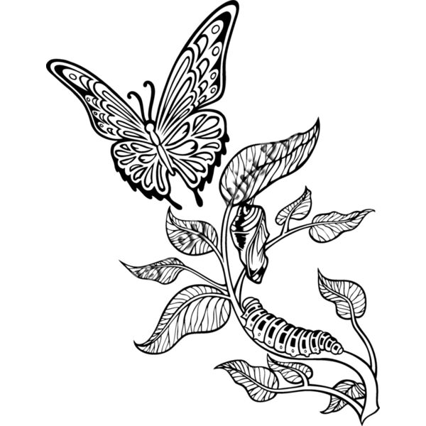 ES3butterfly05bw Thumbnail