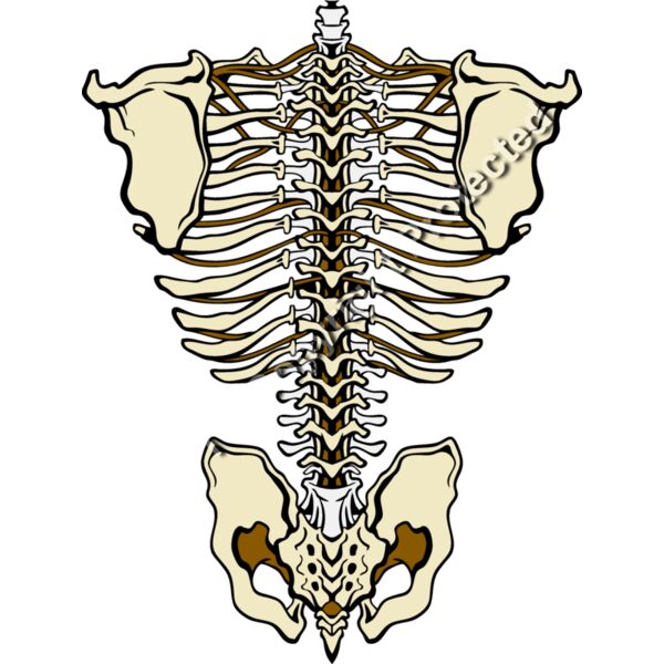 ES3bones01clr Thumbnail